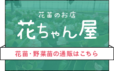 花苗・野菜苗の通販はこちら【花苗のお店　花ちゃん屋】